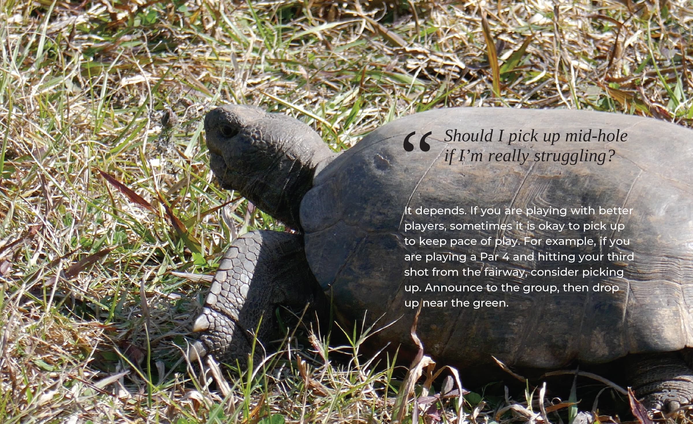 Slower than a Turtle